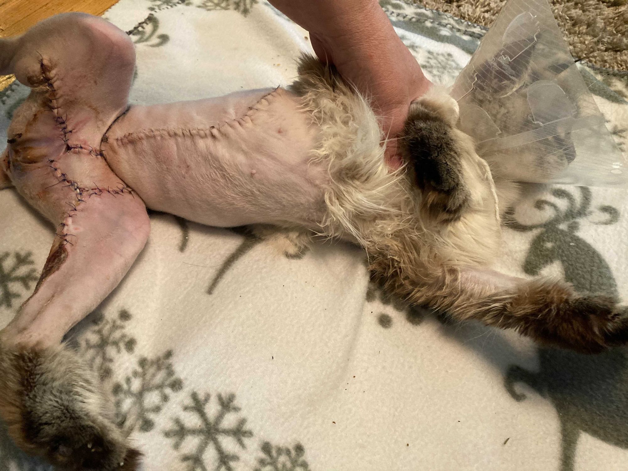 Hoitovirhe Kouvolan Eläinsairaalassa - vakavia palovammoja kissalle