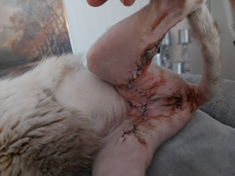 Hoitovirhe Kouvolan Eläinsairaalassa - vakavia palovammoja kissalle